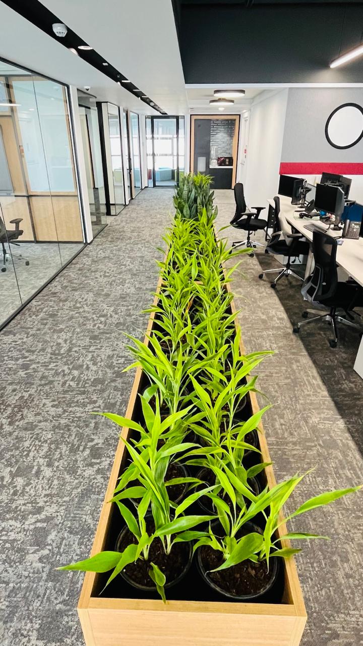 Indoor Plant Project 11